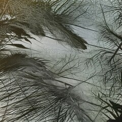 Obraz premium close up of feather