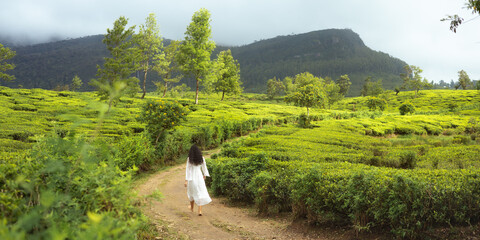 Woman in White Dress Walking Through Scenic Ceylon Tea Fields in Sri Lanka