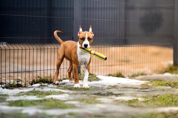 Portrait of a dog