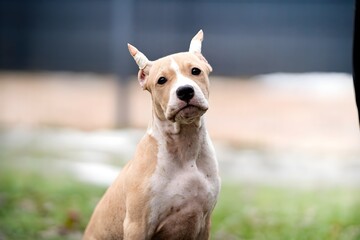 Portrait of a dog