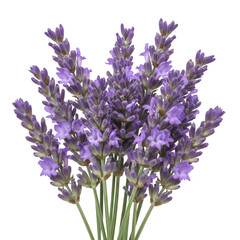 Obraz premium Isolated Transparent Background of Purple Lavender Flowers Blooming in Summer