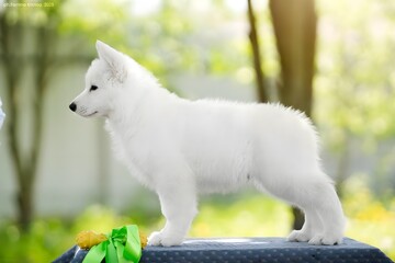 Portrait of a dog