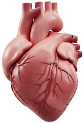 3D Human Heart Model – Anatomical Structure of the Heart