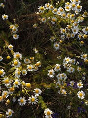 Detailed close-up of wild chamomile flowers in a lush green meadow, capturing their fragile white...