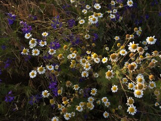 Sharp macro shot of field daisies flourishing in natural habitat, emphasizing delicate white petals...