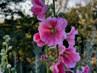Close-up of pink mallow flowers in full bloom with delicate petals and soft natural light, summer...