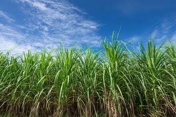 Obraz premium Generative AI. Lush green sugarcane field stretches under a bright blue sky with fluffy white clouds, showcasing the vibrant growth and agricultural beauty of nature's bounty