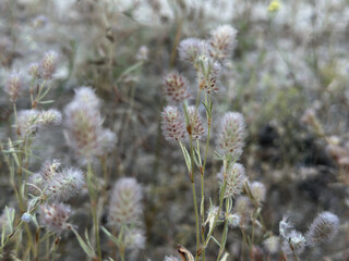 Soft fluffy wildflowers growing in dry field, natural background with delicate textures and muted colors. Symbol of summer wilderness.