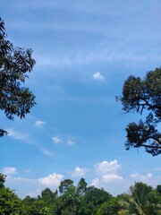 trees and clouds