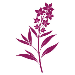  rosebay willow herb silhouette vector  on white background