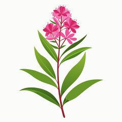rosebay willow herb on white-background