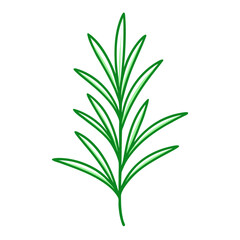 Obraz premium rosemary line art on white-background