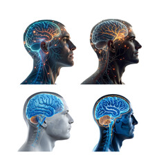 set of human head with brain, transparent background.
