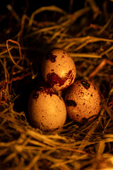 Quail Egg 