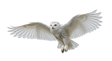 White Owl In Flight