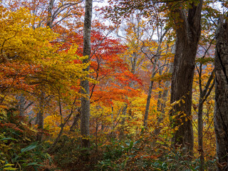 Fototapeta premium 秋の会津駒ケ岳