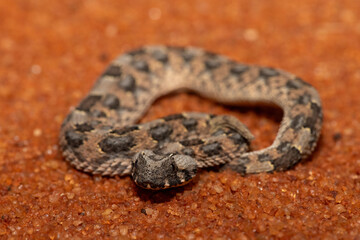 A beautiful juvenile Horned Adder (Bitis caudalis), in the wild, Limpopo, South Africa
