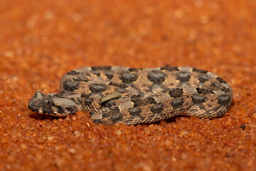 A beautiful juvenile Horned Adder (Bitis caudalis), in the wild, Limpopo, South Africa