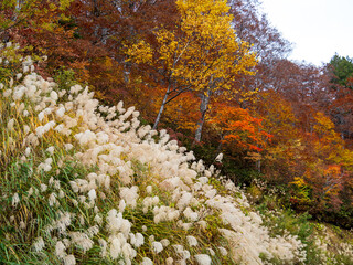 国道352号の紅葉
