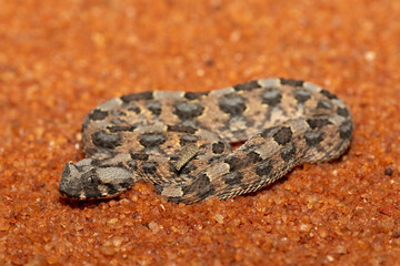 A beautiful juvenile Horned Adder (Bitis caudalis), in the wild, Limpopo, South Africa