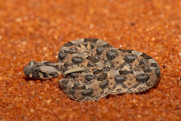 A beautiful juvenile Horned Adder (Bitis caudalis), in the wild, Limpopo, South Africa