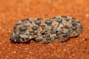 A beautiful juvenile Horned Adder (Bitis caudalis), in the wild, Limpopo, South Africa