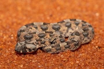 A beautiful juvenile Horned Adder (Bitis caudalis), in the wild, Limpopo, South Africa