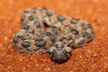 A beautiful juvenile Horned Adder (Bitis caudalis), in the wild, Limpopo, South Africa