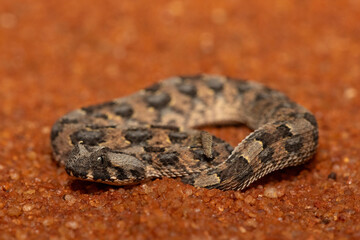 A beautiful juvenile Horned Adder (Bitis caudalis), in the wild, Limpopo, South Africa