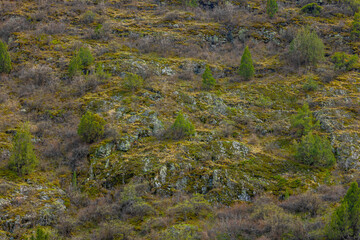 mountain slope with shrubs and moss during daytime, full-frame background