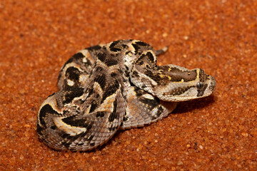 A cute but potently cytotoxic juvenile Puff Adder (Bitis arietans), in the wild, Limpopo, South...