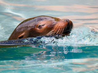 Close-up California sea lion (Zalophus californianus) swimming in blue water