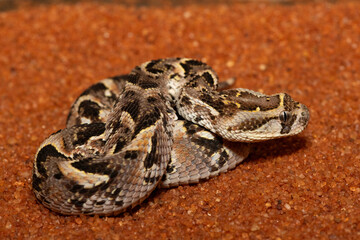 A cute but potently cytotoxic juvenile Puff Adder (Bitis arietans), in the wild, Limpopo, South Africa