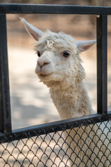 Curious Alpaca Behind Fence