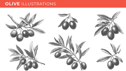 Set illustrations of olive branch isolated on transparent background. Vector illustration