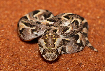 A cute but potently cytotoxic juvenile Puff Adder (Bitis arietans), in the wild, Limpopo, South Africa