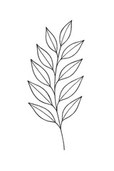 Fototapeta premium Ruscus Leaf Line Illustration