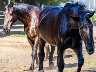 Beautiful black horses with beautiful thick manes and tails walk around the biopark