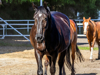 Beautiful horses with beautiful thick manes and tails walk around the biopark