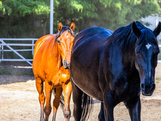 Two beautiful horses with beautiful thick manes and tails walk around the biopark close-up