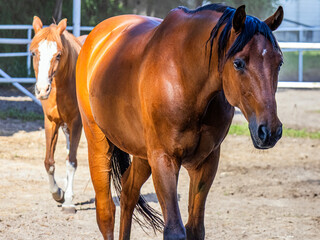 Two beautiful brown horses with beautiful thick manes and tails walk around the biopark
