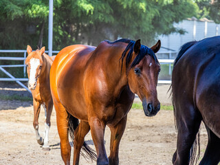 Two beautiful brown horses with beautiful thick manes and tails walk around the biopark against the...