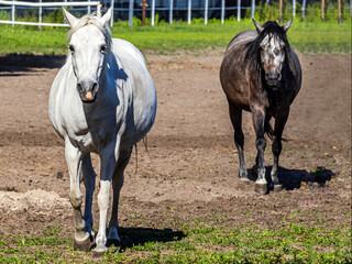 White and gray beautiful horses with beautiful thick mane and tail walk around the biopark against...