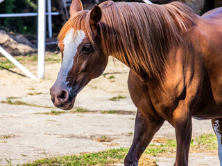 Large beautiful white and brown horse with a well-groomed mane close-up