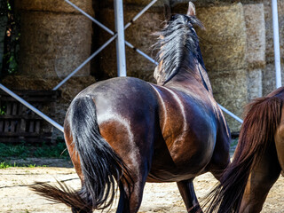A large beautiful black horse with a well-groomed mane gallops around the enclosure