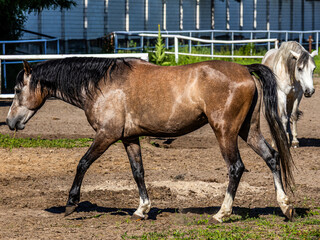 A large beautiful brown horse with a well-groomed black mane walks around the enclosure