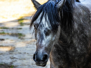A large beautiful dark gray horse with a thick black mane walks near the stall close-up