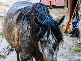 A large beautiful dark gray horse with a thick black mane walks near the stall