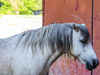 A large, beautiful grey horse with a well-groomed grey mane enters the stall