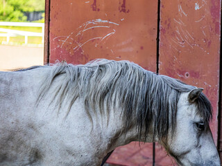 A large beautiful grey horse with a well-groomed grey mane enters the stall close-up